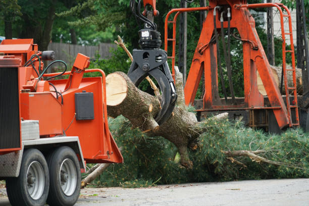 Trusted Kinston, NC  Tree Services Experts